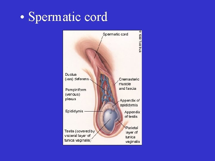  • Spermatic cord 