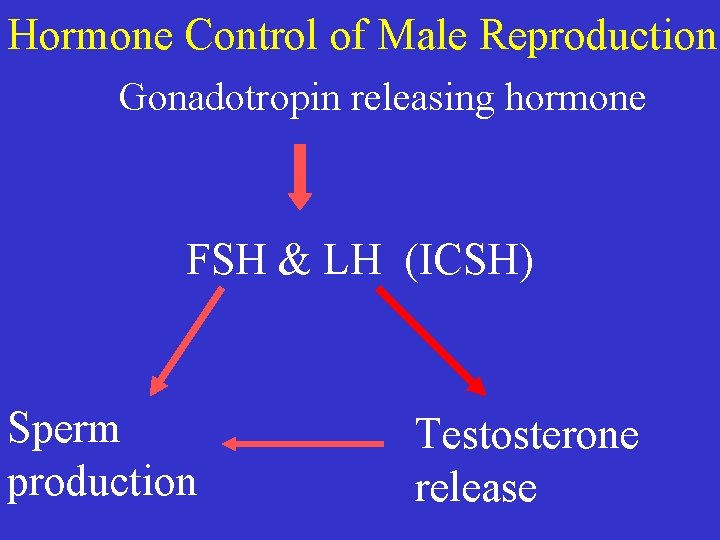 Hormone Control of Male Reproduction Gonadotropin releasing hormone FSH & LH (ICSH) Sperm production