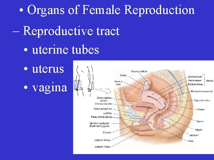 • Organs of Female Reproduction – Reproductive tract • uterine tubes • uterus