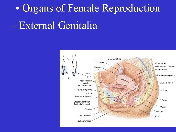  • Organs of Female Reproduction – External Genitalia 
