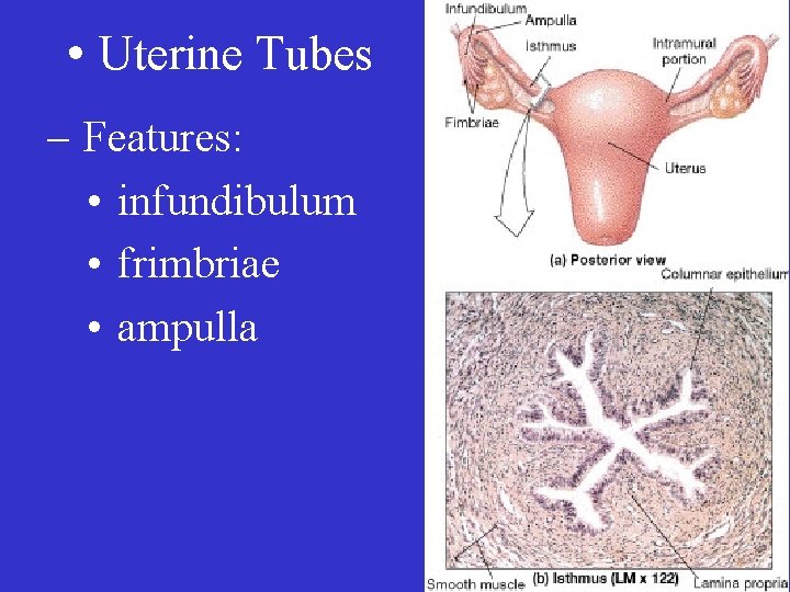  • Uterine Tubes – Features: • infundibulum • frimbriae • ampulla 