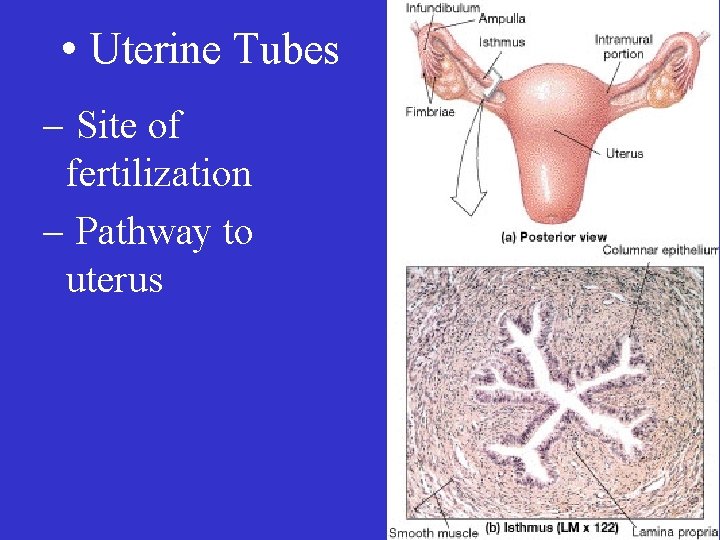  • Uterine Tubes – Site of fertilization – Pathway to uterus 