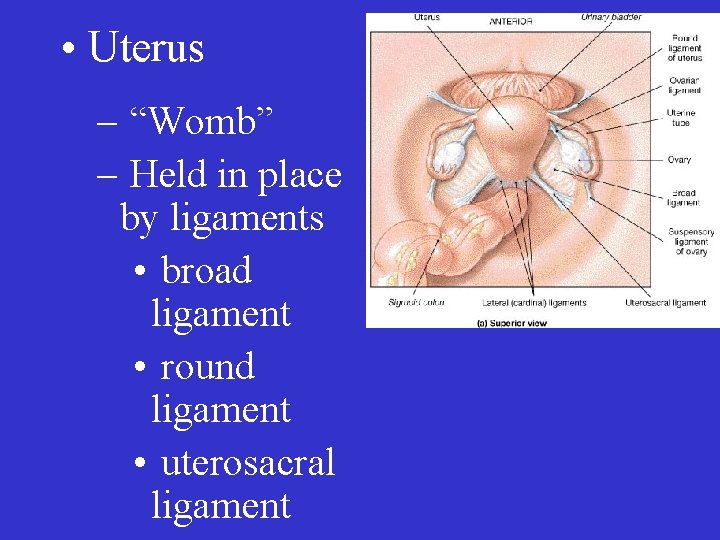  • Uterus – “Womb” – Held in place by ligaments • broad ligament