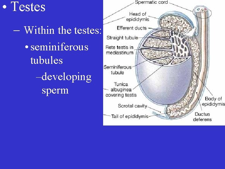  • Testes – Within the testes: • seminiferous tubules –developing sperm 
