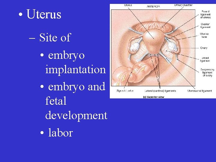  • Uterus – Site of • embryo implantation • embryo and fetal development
