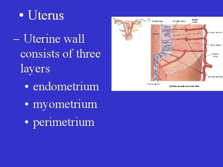  • Uterus – Uterine wall consists of three layers • endometrium • myometrium