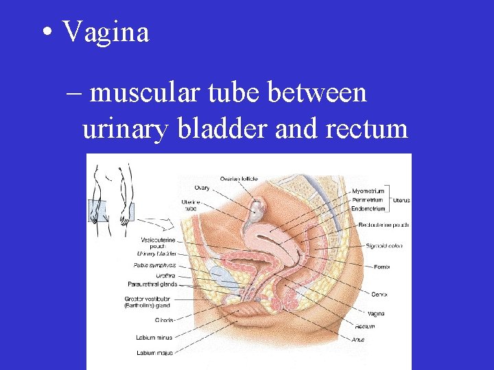  • Vagina – muscular tube between urinary bladder and rectum 