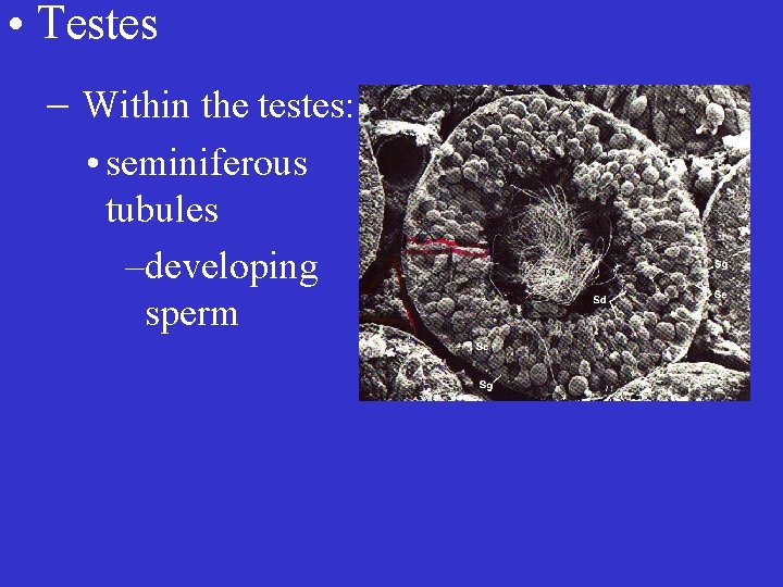  • Testes – Within the testes: • seminiferous tubules –developing sperm 