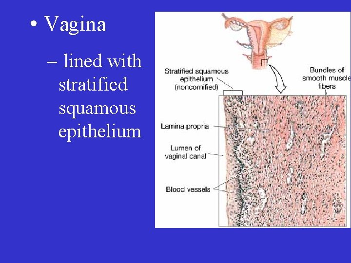  • Vagina – lined with stratified squamous epithelium 