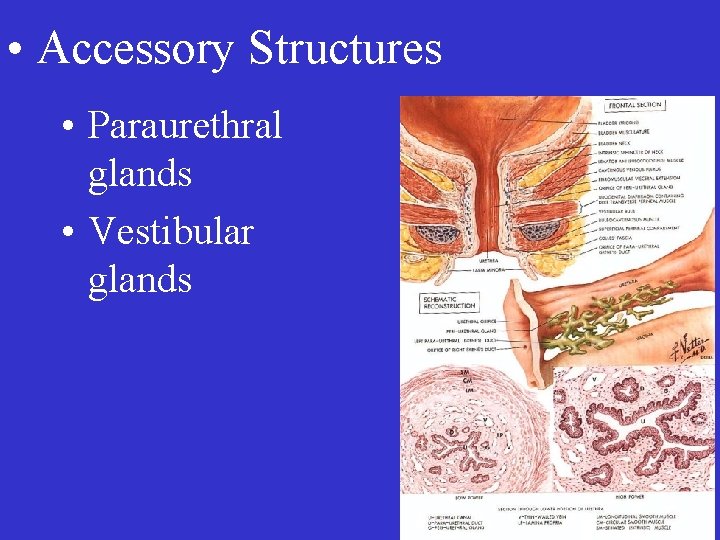 • Accessory Structures • Paraurethral glands • Vestibular glands 