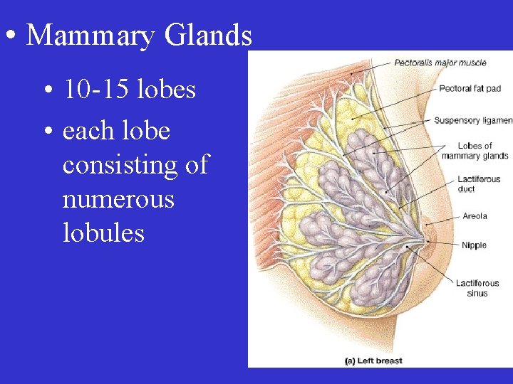  • Mammary Glands • 10 -15 lobes • each lobe consisting of numerous