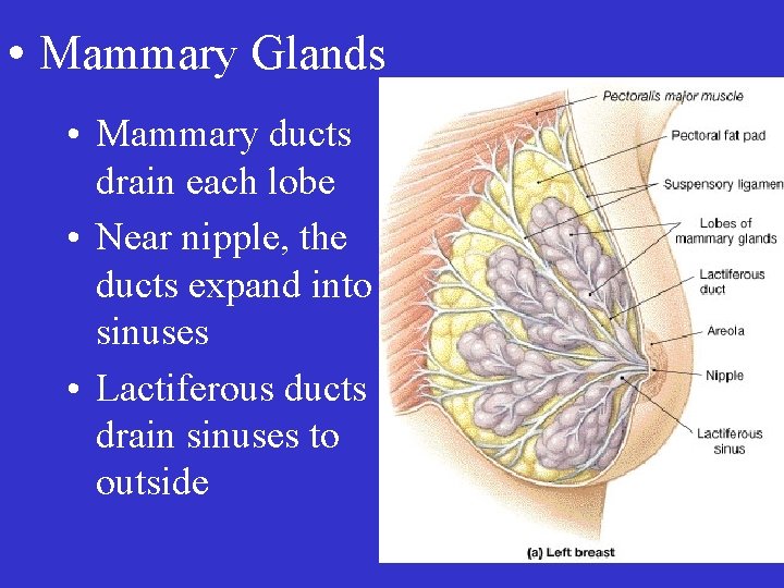  • Mammary Glands • Mammary ducts drain each lobe • Near nipple, the