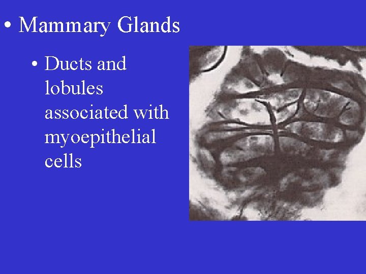  • Mammary Glands • Ducts and lobules associated with myoepithelial cells 