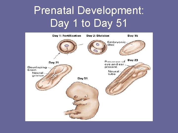 Prenatal Development: Day 1 to Day 51 