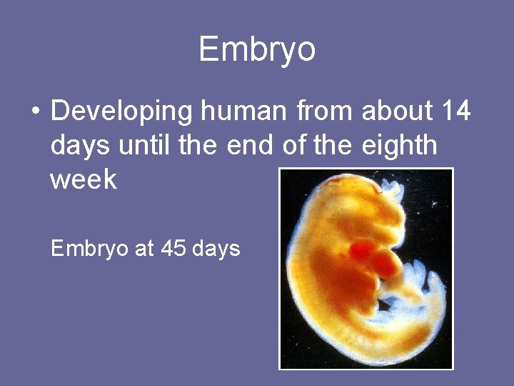 Embryo • Developing human from about 14 days until the end of the eighth