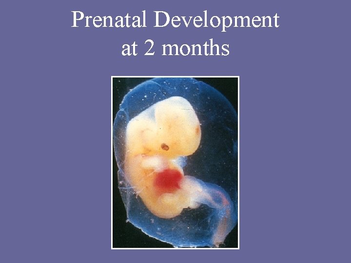 Prenatal Development at 2 months 