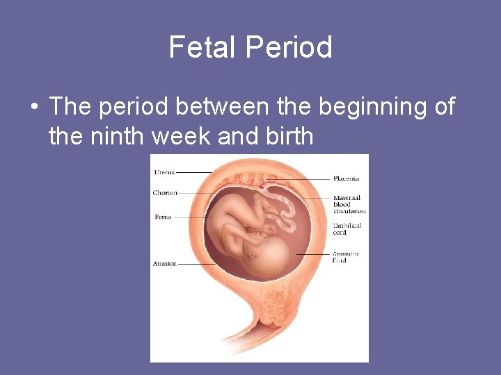 Fetal Period • The period between the beginning of the ninth week and birth