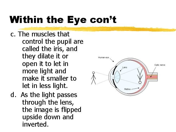 Within the Eye con’t c. The muscles that control the pupil are called the