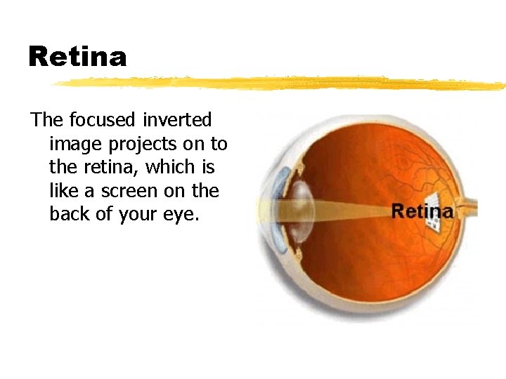 Retina The focused inverted image projects on to the retina, which is like a