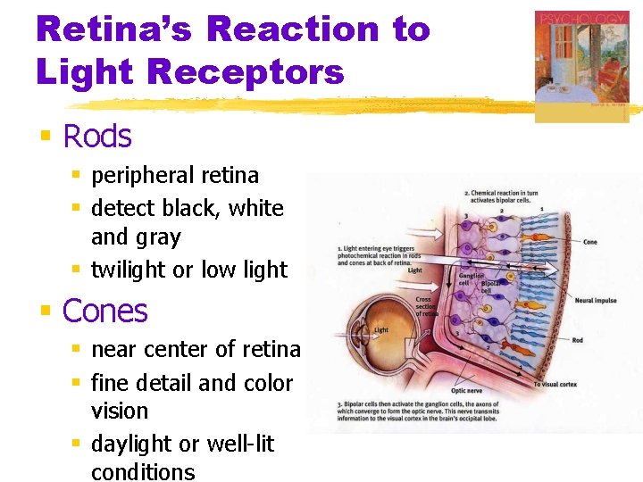 Retina’s Reaction to Light Receptors § Rods § peripheral retina § detect black, white