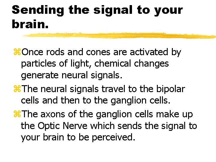 Sending the signal to your brain. z. Once rods and cones are activated by