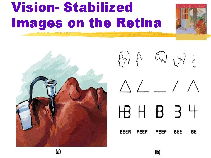 Vision- Stabilized Images on the Retina 