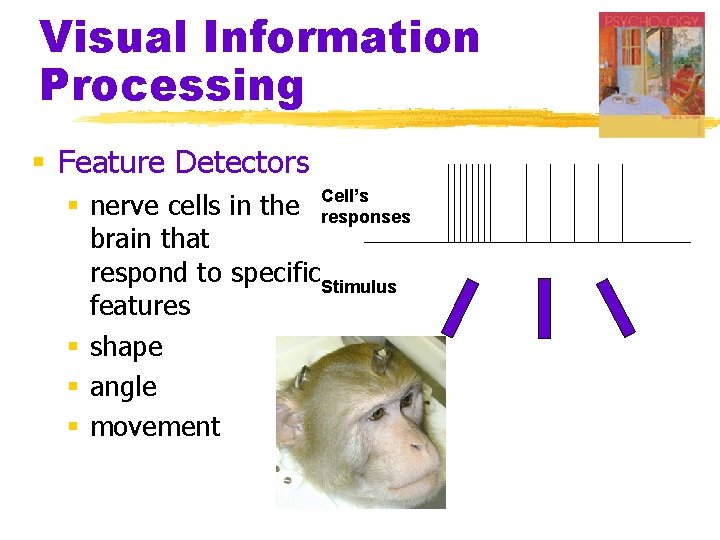Visual Information Processing § Feature Detectors § nerve cells in the Cell’s responses brain