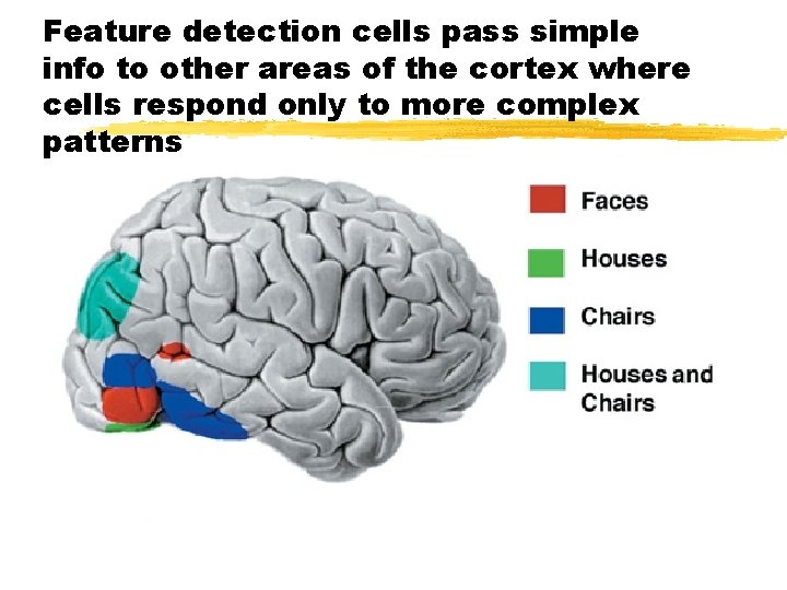 Feature detection cells pass simple info to other areas of the cortex where cells