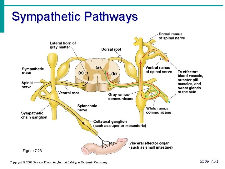 Sympathetic Pathways Figure 7. 26 Copyright © 2003 Pearson Education, Inc. publishing as Benjamin