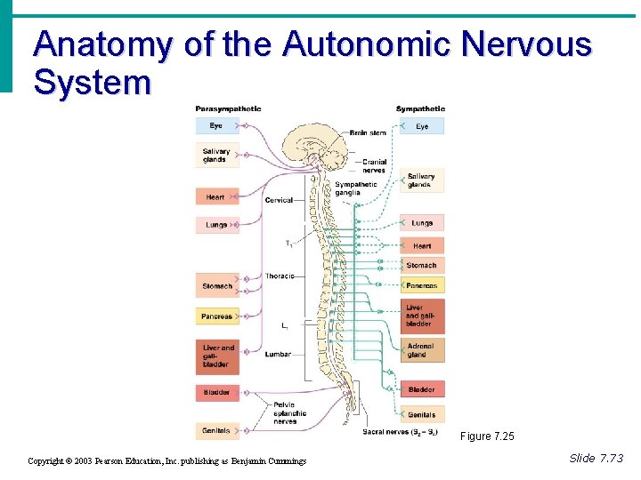 Anatomy of the Autonomic Nervous System Figure 7. 25 Copyright © 2003 Pearson Education,