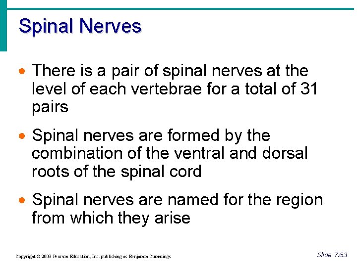 Spinal Nerves · There is a pair of spinal nerves at the level of