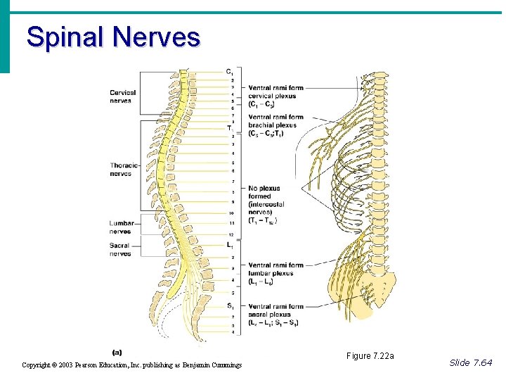 Spinal Nerves Figure 7. 22 a Copyright © 2003 Pearson Education, Inc. publishing as