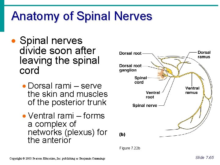 Anatomy of Spinal Nerves · Spinal nerves divide soon after leaving the spinal cord