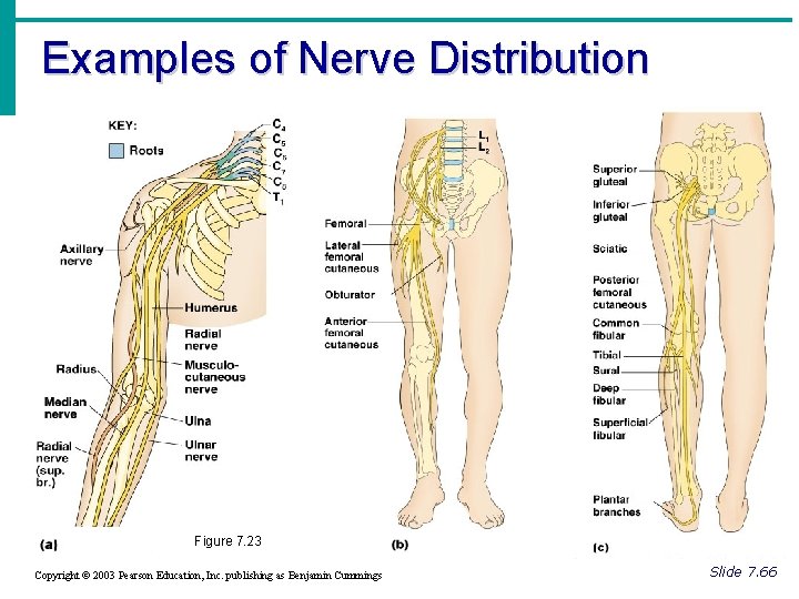 Examples of Nerve Distribution Figure 7. 23 Copyright © 2003 Pearson Education, Inc. publishing