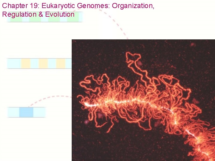 Chapter 19: Eukaryotic Genomes: Organization, Regulation & Evolution 