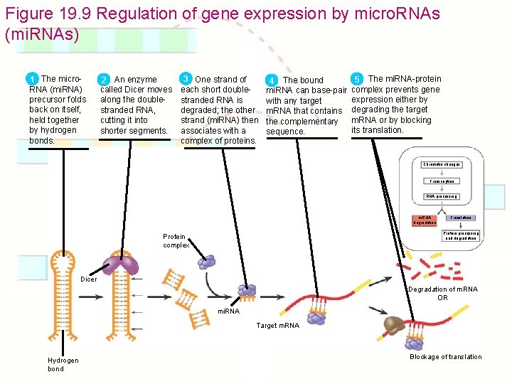 Figure 19. 9 Regulation of gene expression by micro. RNAs (mi. RNAs) The micro