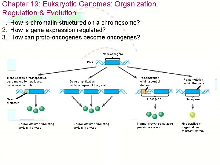 Chapter 19: Eukaryotic Genomes: Organization, Regulation & Evolution 1. How is chromatin structured on