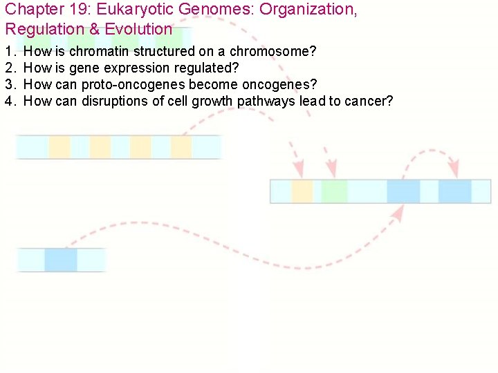 Chapter 19: Eukaryotic Genomes: Organization, Regulation & Evolution 1. 2. 3. 4. How is