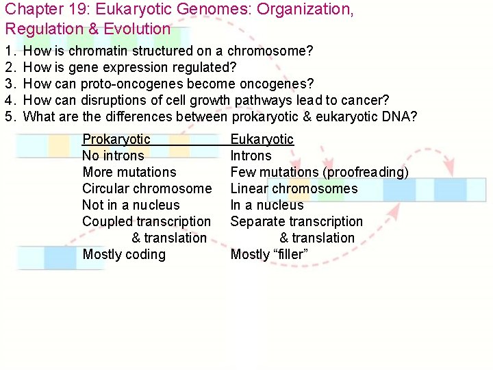 Chapter 19: Eukaryotic Genomes: Organization, Regulation & Evolution 1. 2. 3. 4. 5. How