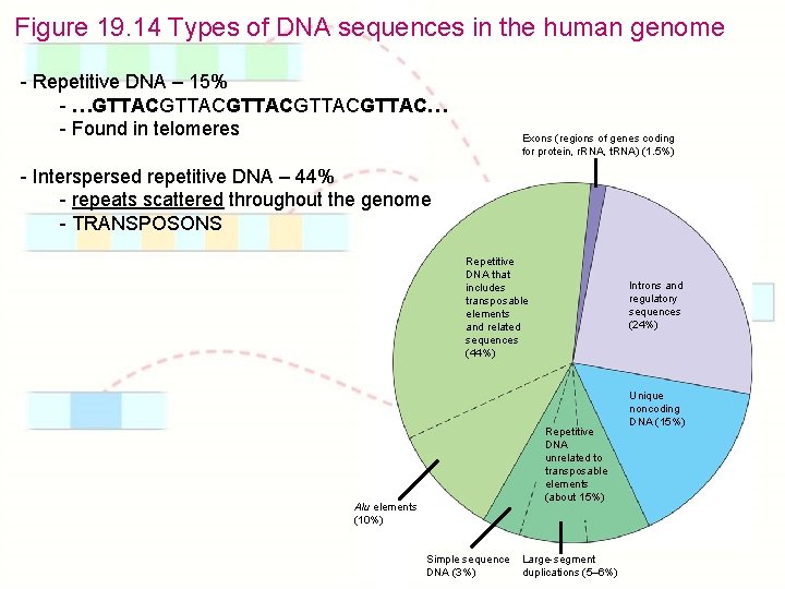 Figure 19. 14 Types of DNA sequences in the human genome - Repetitive DNA