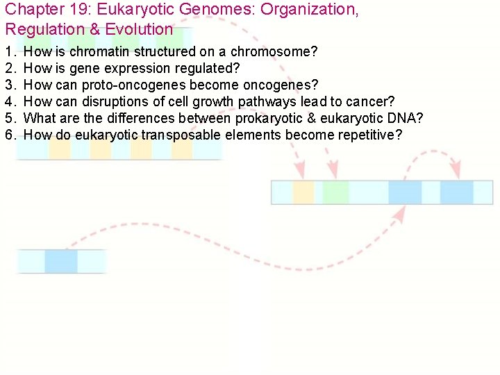 Chapter 19: Eukaryotic Genomes: Organization, Regulation & Evolution 1. 2. 3. 4. 5. 6.