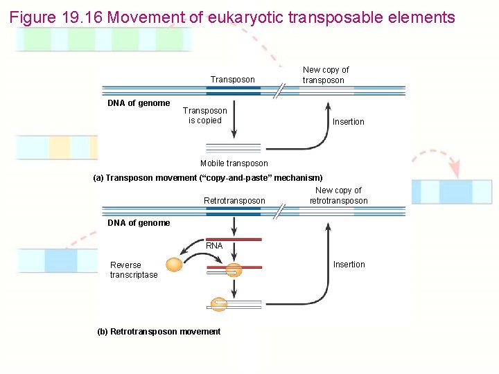 Figure 19. 16 Movement of eukaryotic transposable elements Transposon DNA of genome Transposon is