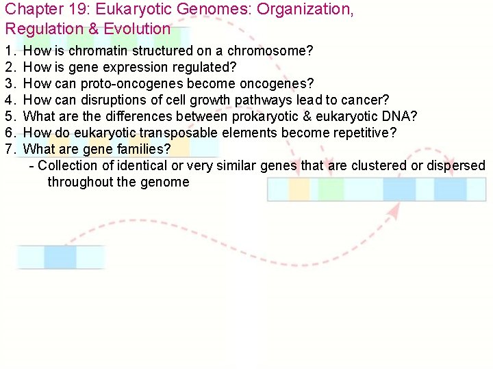 Chapter 19: Eukaryotic Genomes: Organization, Regulation & Evolution 1. 2. 3. 4. 5. 6.