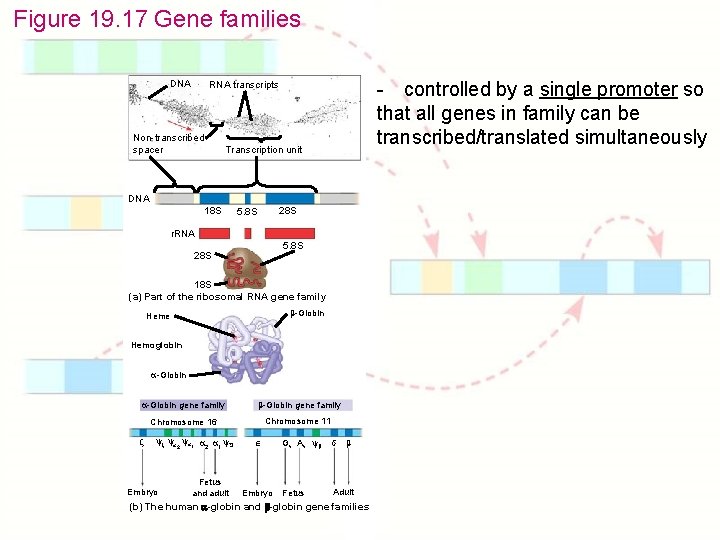 Figure 19. 17 Gene families DNA - controlled by a single promoter so that