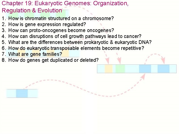 Chapter 19: Eukaryotic Genomes: Organization, Regulation & Evolution 1. 2. 3. 4. 5. 6.