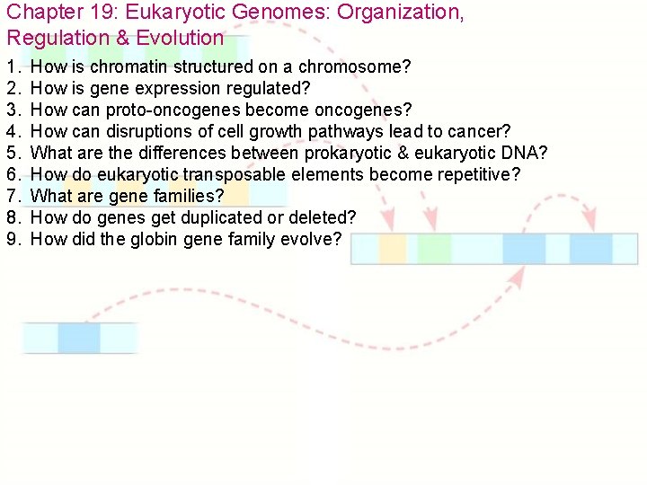 Chapter 19: Eukaryotic Genomes: Organization, Regulation & Evolution 1. 2. 3. 4. 5. 6.