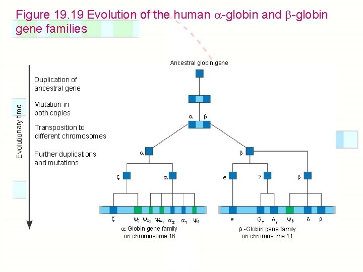 Figure 19. 19 Evolution of the human -globin and -globin gene families Ancestral globin