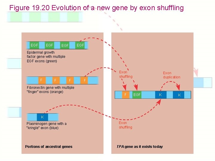 Figure 19. 20 Evolution of a new gene by exon shuffling EGF EGF Epidermal