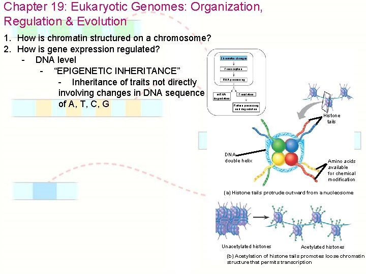 Chapter 19: Eukaryotic Genomes: Organization, Regulation & Evolution 1. How is chromatin structured on