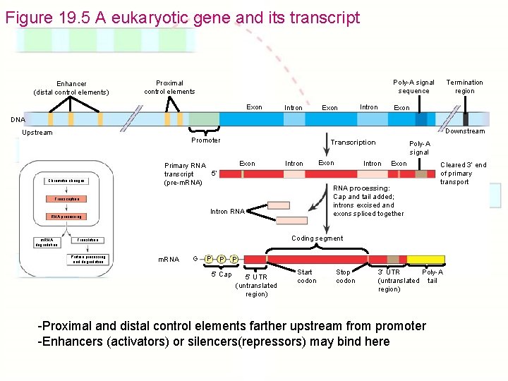 Figure 19. 5 A eukaryotic gene and its transcript Enhancer (distal control elements) Poly-A